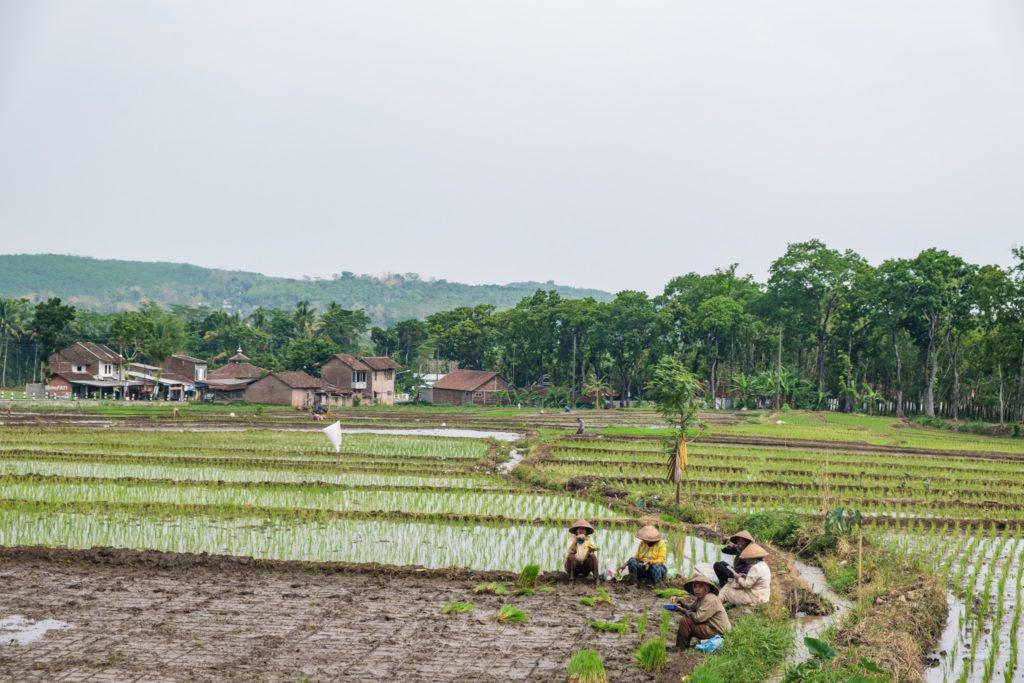 Rice field